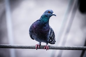 pexels-photo-27191-pigeon