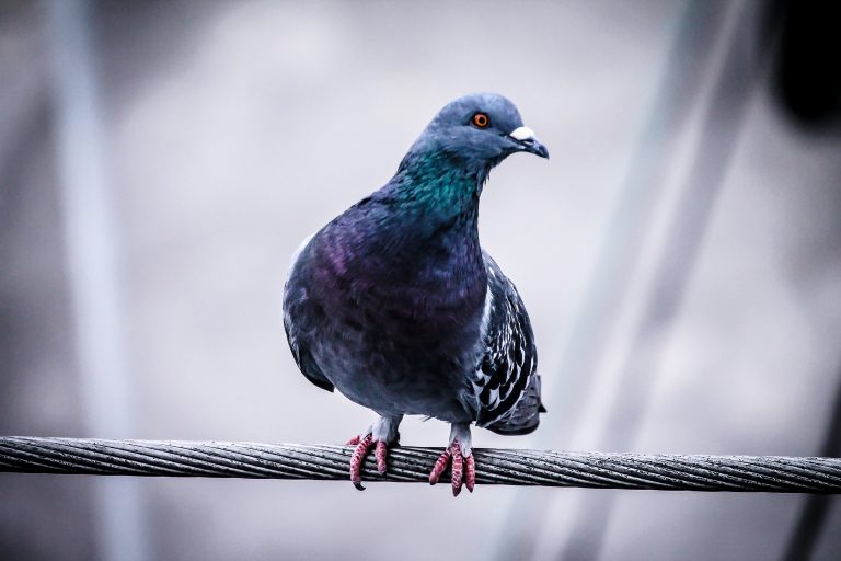 The Writer as Pigeon - Late Last Night Books